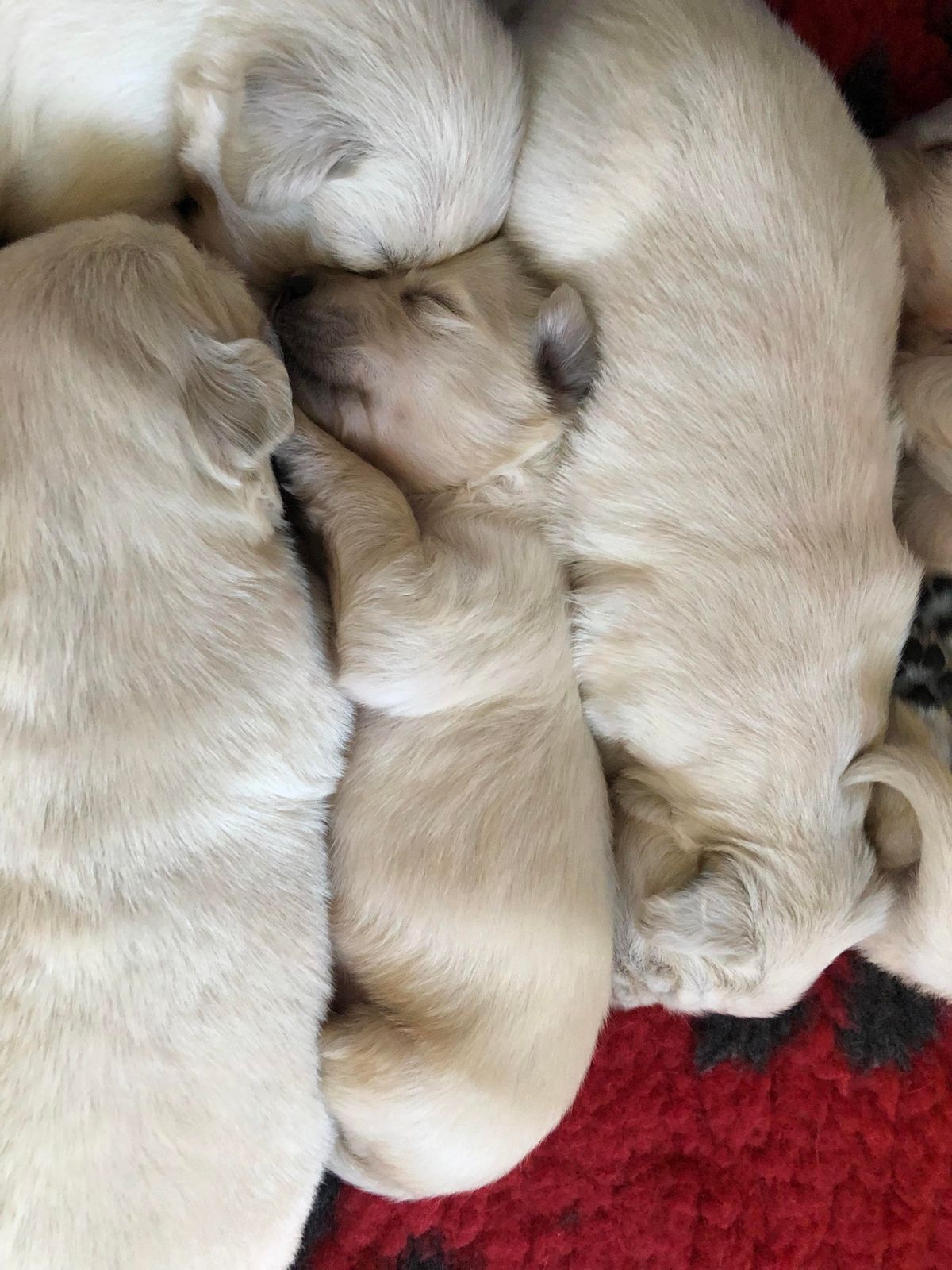 A litter of young Golden Retriever puppies asleep in a heap