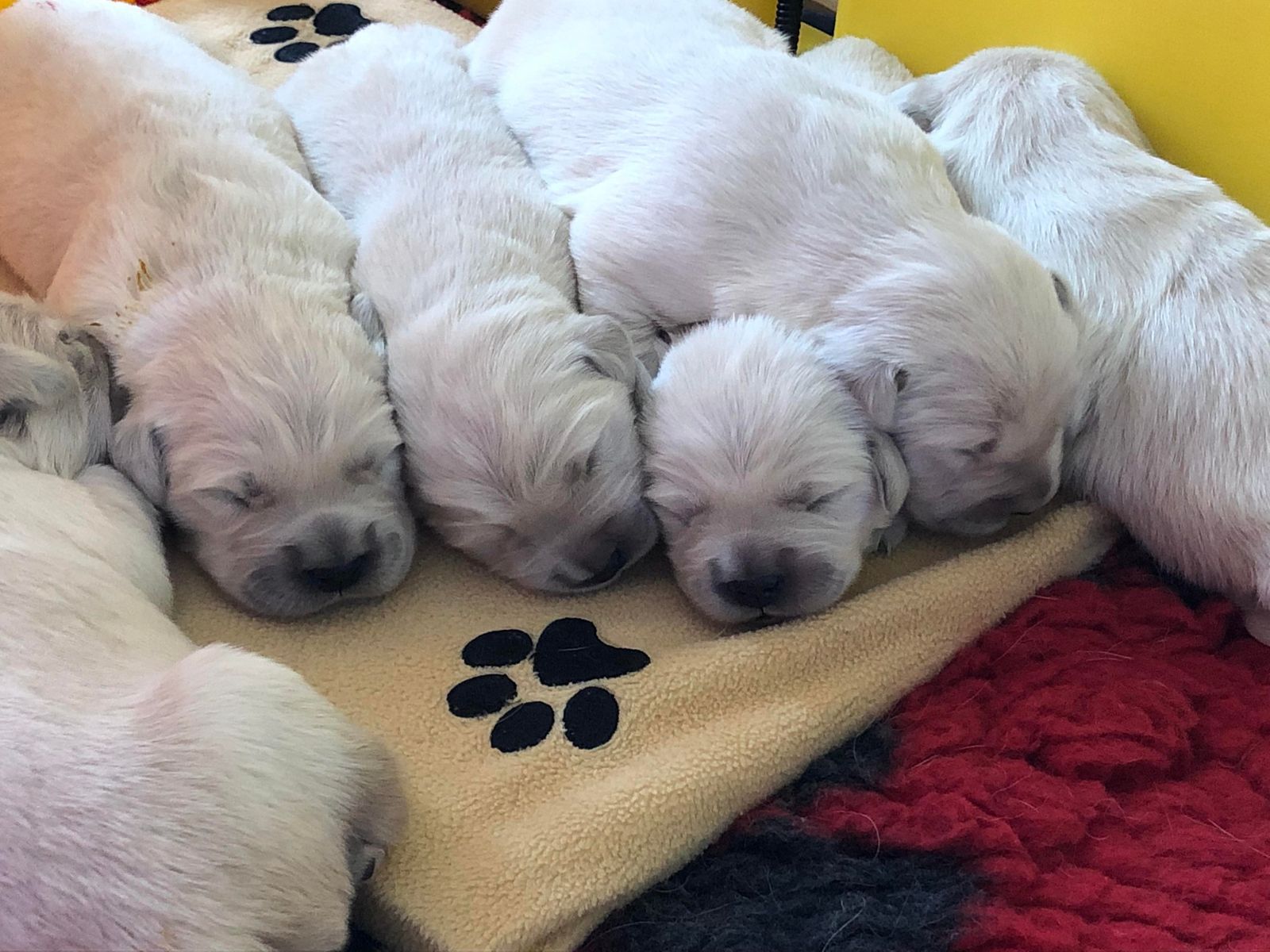 A row of Golden Retriever puppies asleep on a cream blanket with paw prints