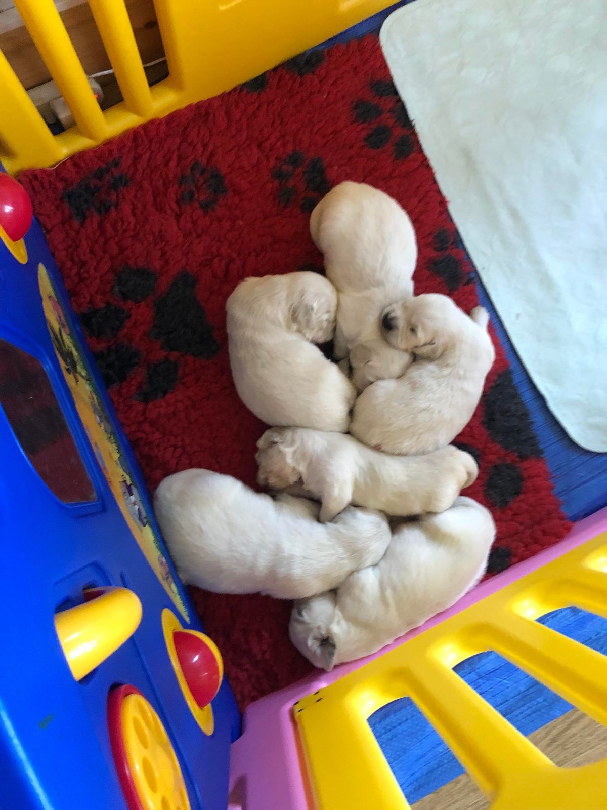 A litter of puppies curled up together in a colourful playpen, seen from above
