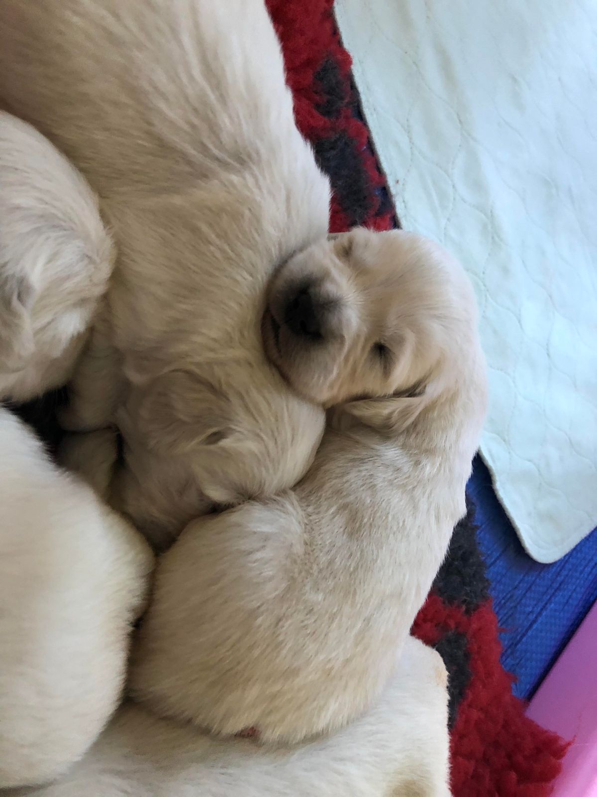Golden Retriever puppies asleep together in a pile