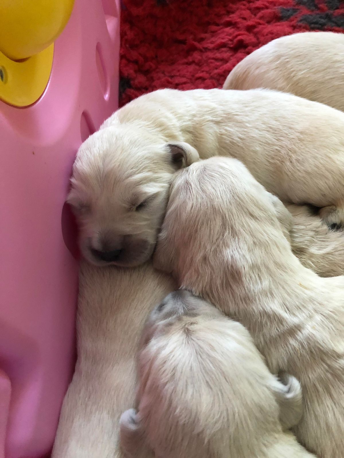 Puppies asleep against the pink wall of their playpen