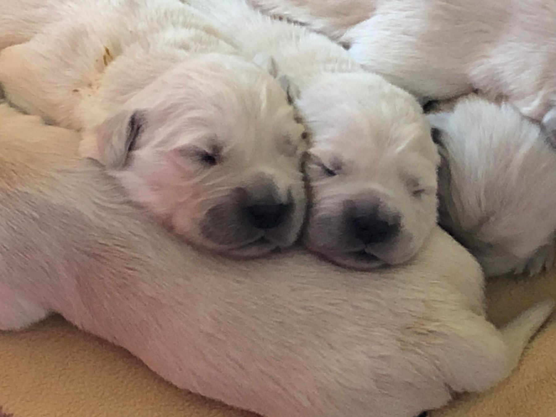 Two Golden Retriever puppies asleep cheek to cheek