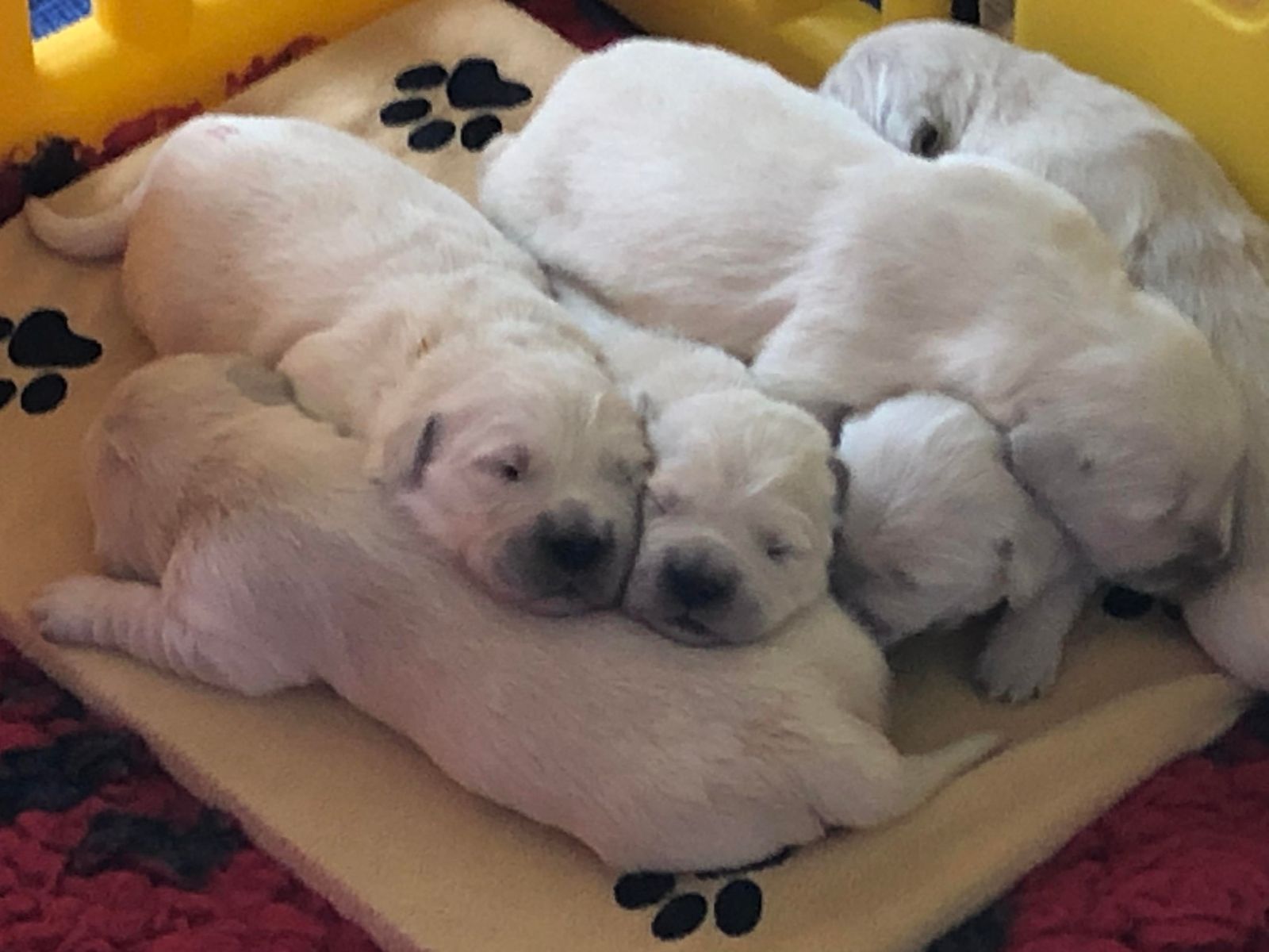 A row of puppies asleep on a paw-print blanket inside a yellow playpen