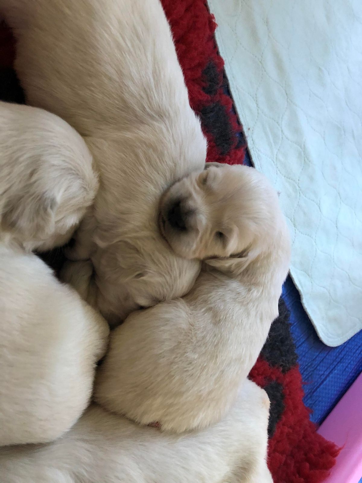 Puppies snuggled together asleep on a red blanket
