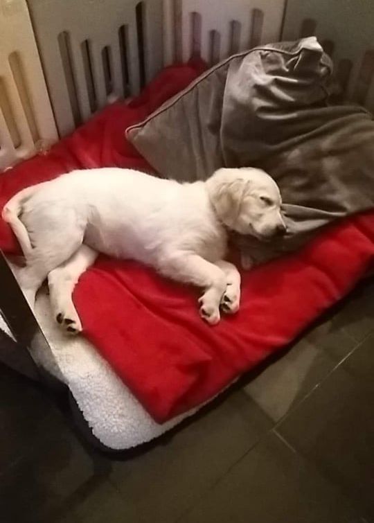 A puppy asleep on a red bed in its crate, beside a grey cushion