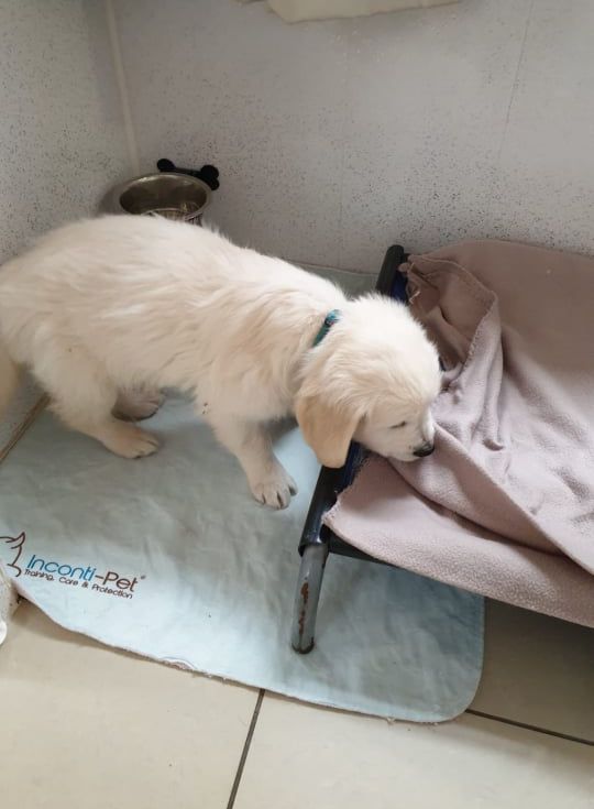 A puppy playing on a mat beside its bed