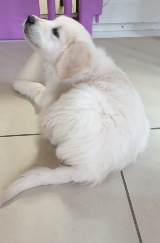 A pale golden puppy lying on a tiled floor, looking up