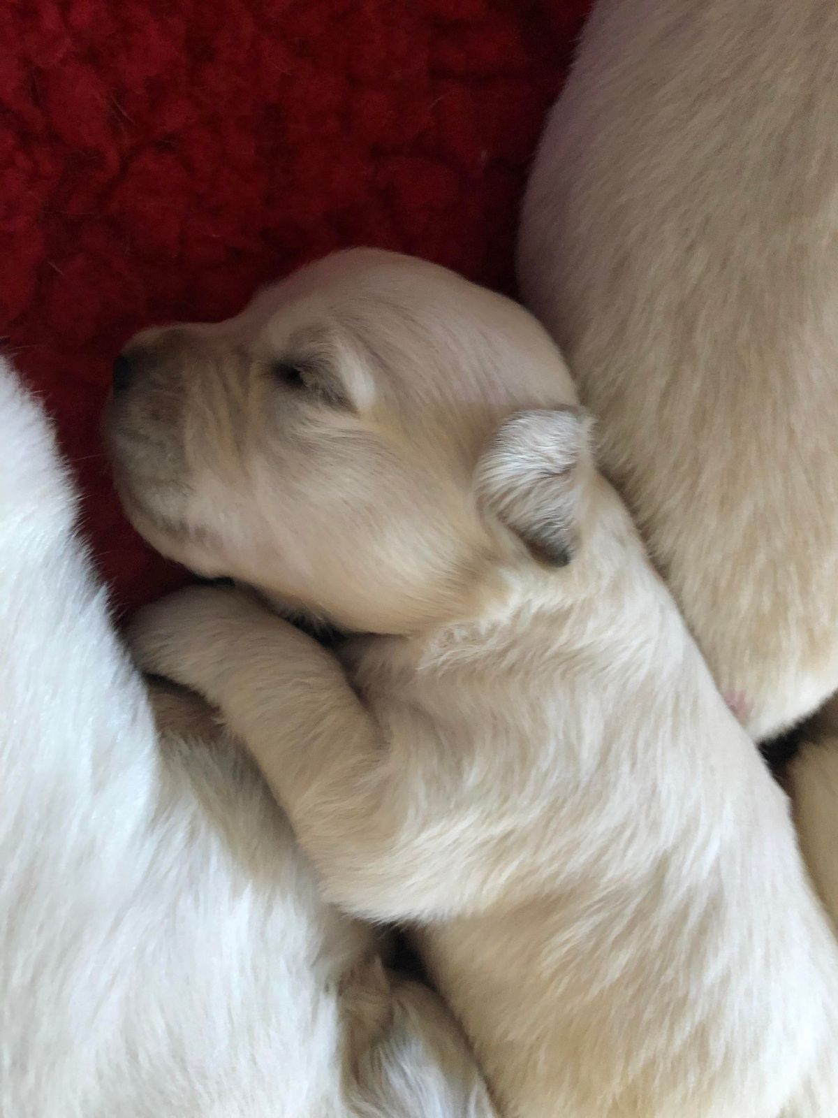 A sleeping puppy resting its head against a littermate on a red blanket