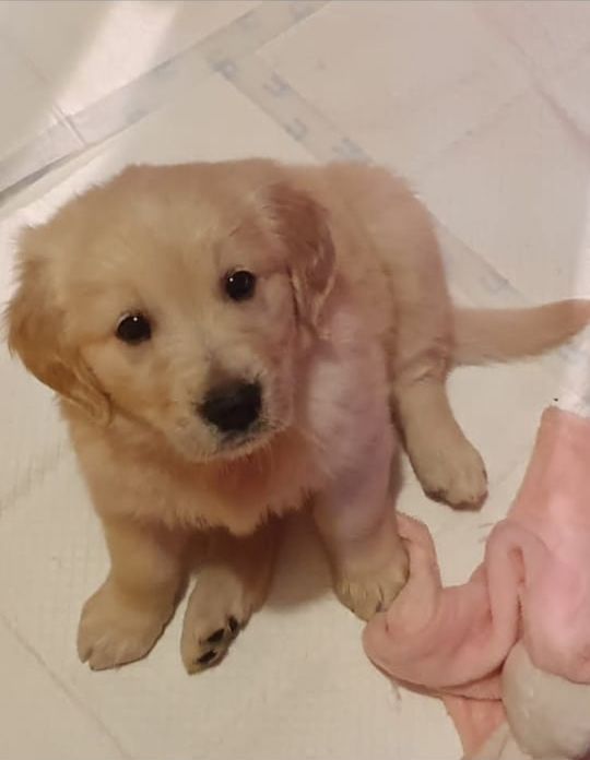 A fluffy golden puppy sitting on a tiled floor, looking at the camera