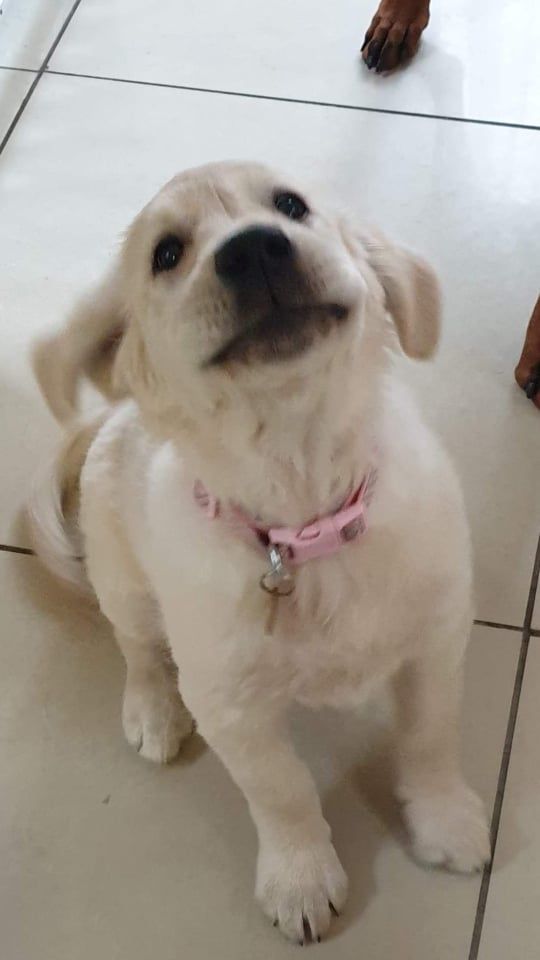 A pale golden puppy with a pink collar sitting up and looking towards the camera