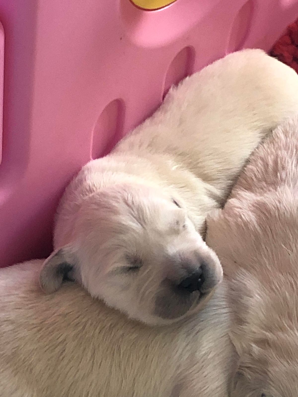 Close-up of a sleeping Golden Retriever puppy