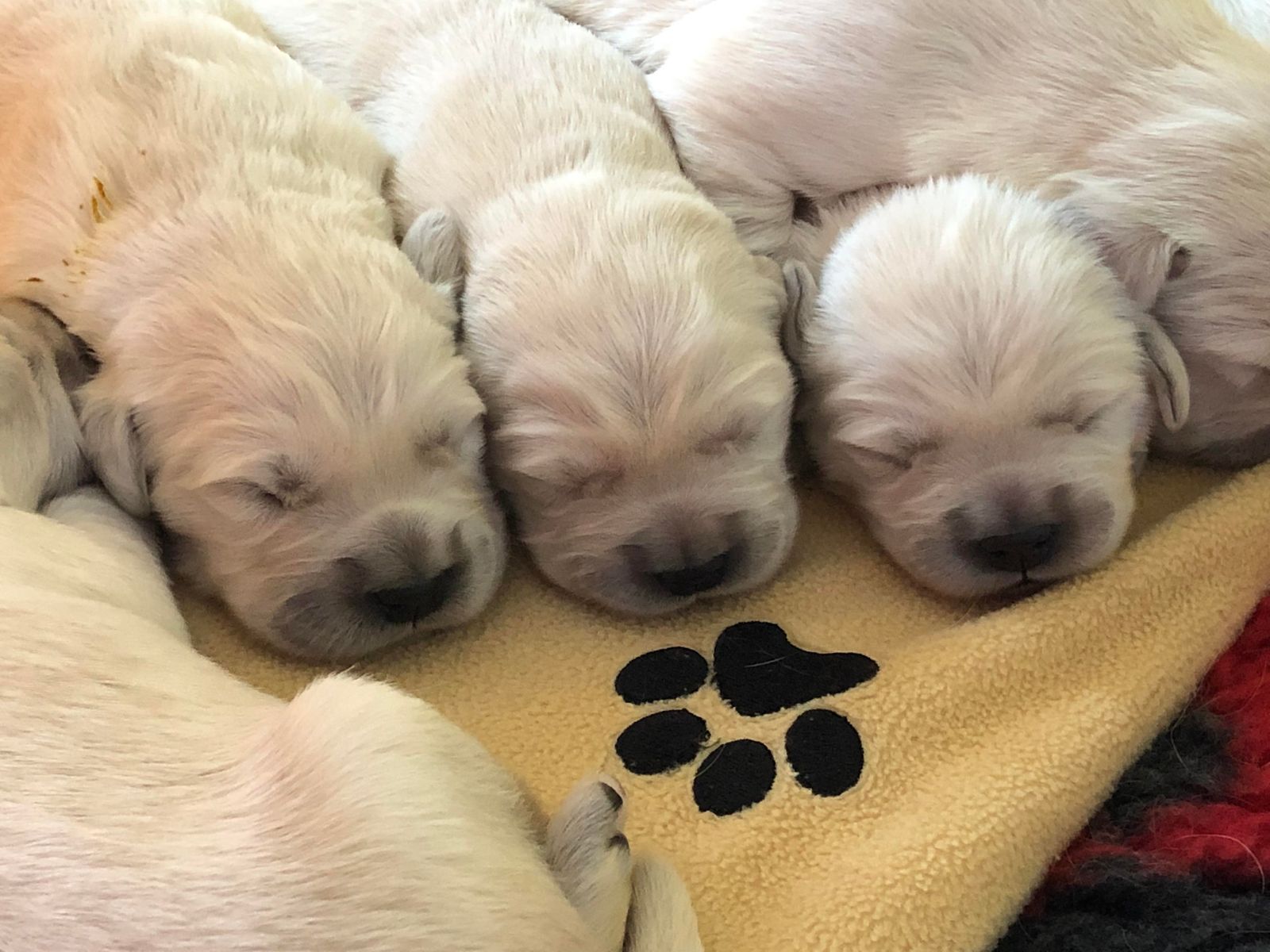 Three sleeping puppies side by side on a cream blanket with a black paw print
