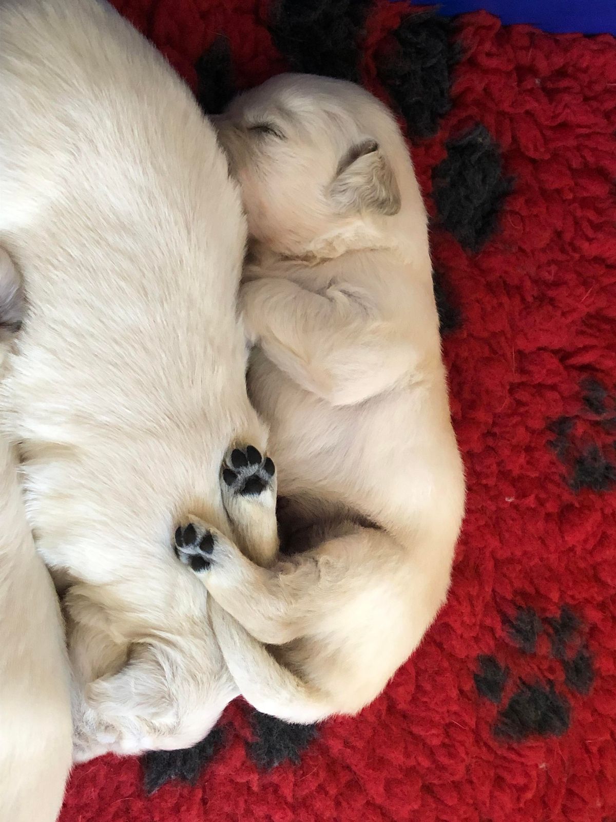Two young puppies curled up together on a red blanket with paw prints